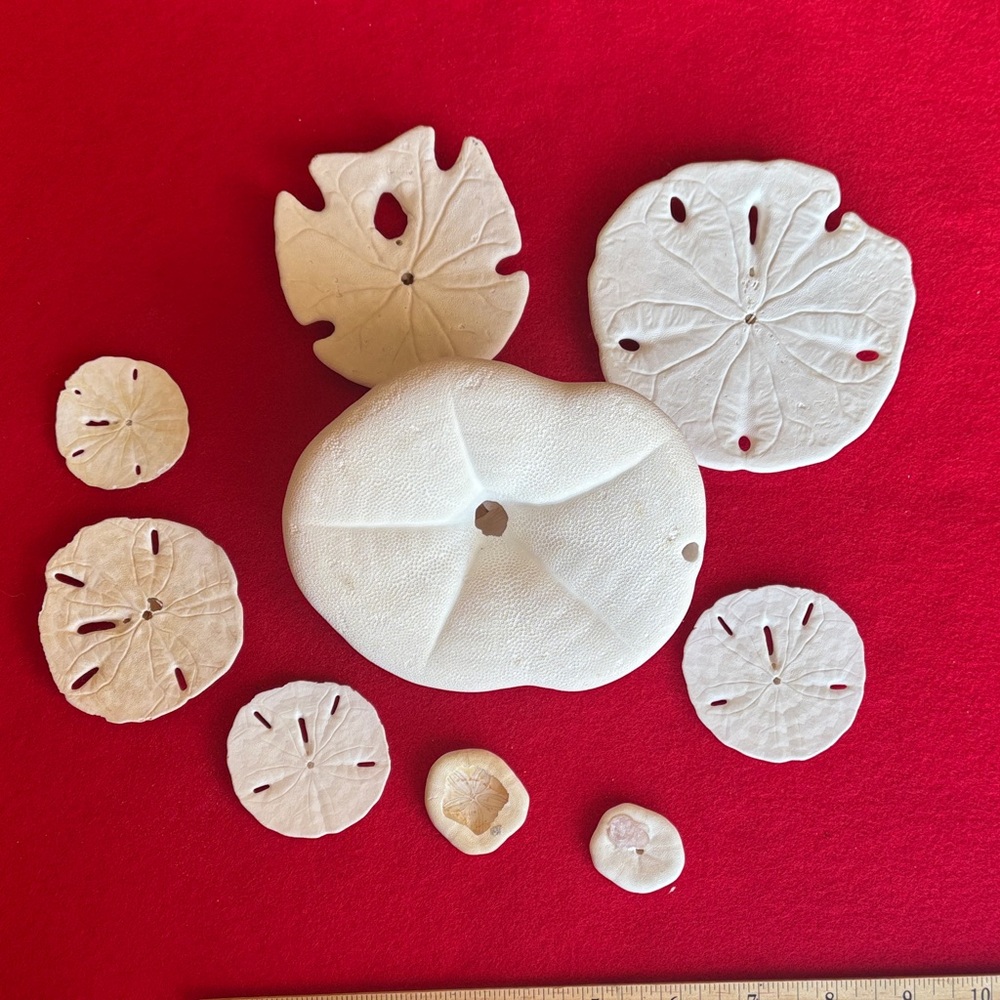 White Sand Dollar Collection - Picture 7 of 7